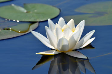 <strong>White Lotus Forms</strong> Rare & Exotic